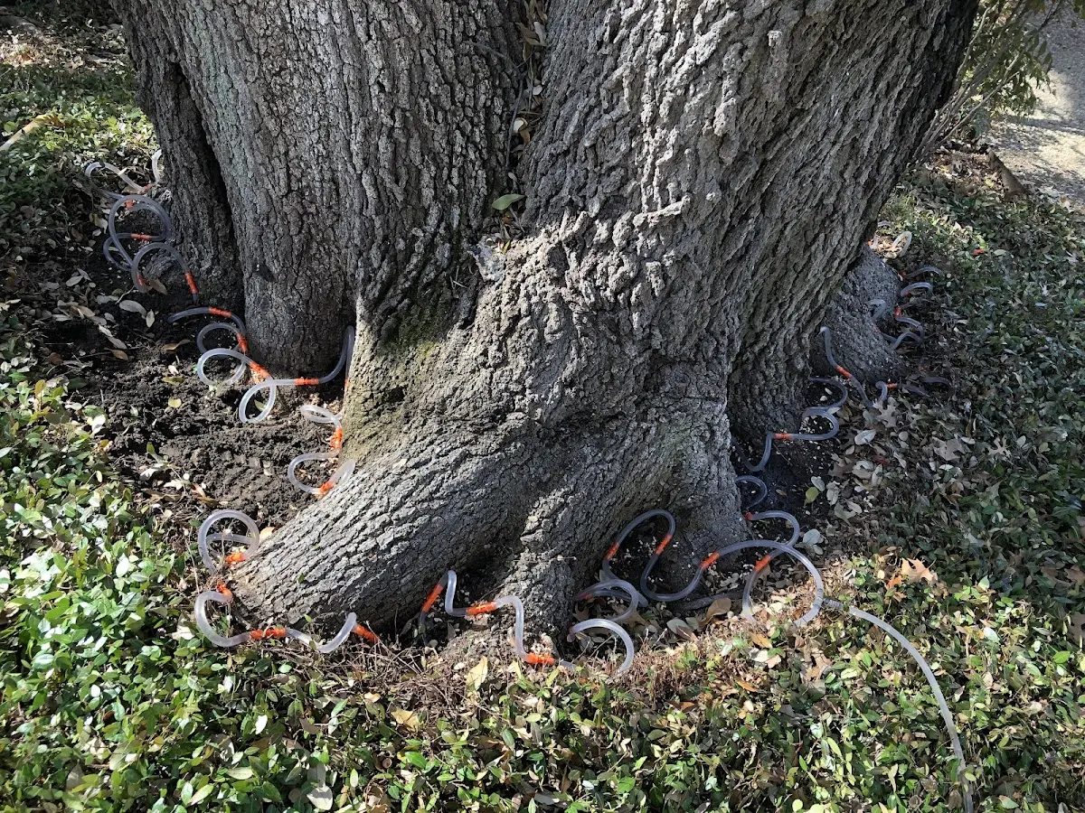 Detailed Tree Cabling and Bracing job site in Barnwell