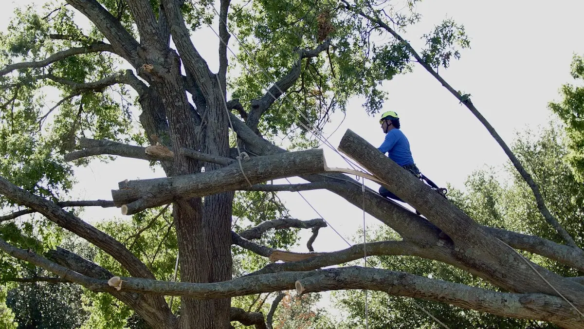 Professional Hazardous Tree Removal performed by certified arborists in Barnwell