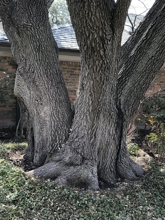 Mature heritage tree close to a Barnwell property cared for by certified arborists